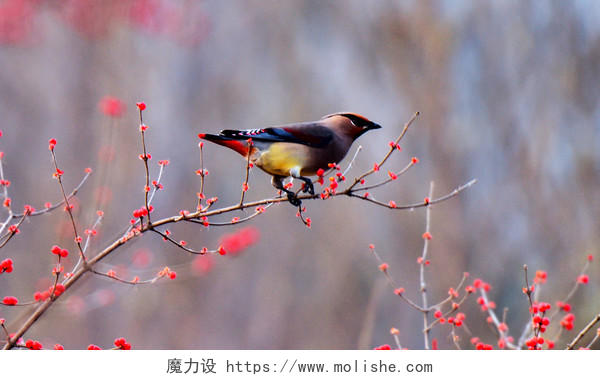 秋日里一只太平鸟在红果树上吃果子
